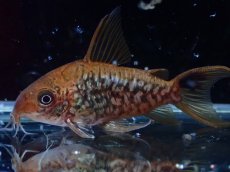 画像4: 【淡水魚】【通販】美個体 No1 コリドラス パンタナルエンシス【個体販売】(±5cm)(コリドラス)(生体)(熱帯魚)NKCR (4)