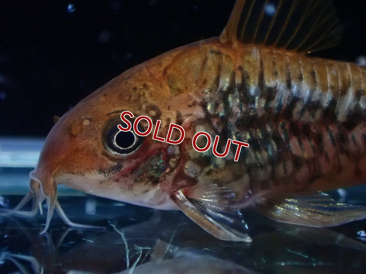 画像5: 【淡水魚】【通販】美個体 No1 コリドラス パンタナルエンシス【個体販売】(±5cm)(コリドラス)(生体)(熱帯魚)NKCR (5)