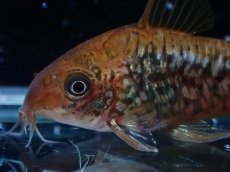 画像5: 【淡水魚】【通販】美個体 No1 コリドラス パンタナルエンシス【個体販売】(±5cm)(コリドラス)(生体)(熱帯魚)NKCR (5)