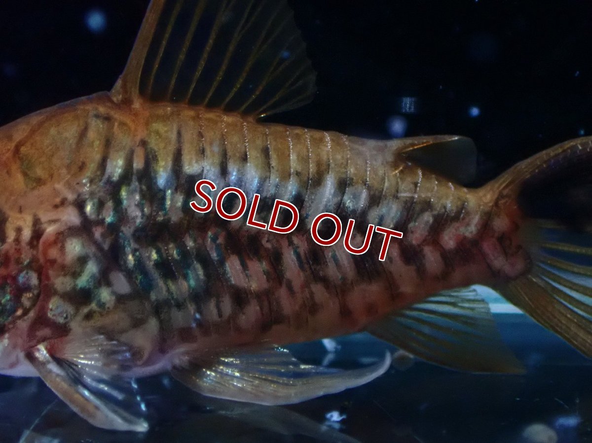 画像6: 【淡水魚】【通販】美個体 No1 コリドラス パンタナルエンシス【個体販売】(±5cm)(コリドラス)(生体)(熱帯魚)NKCR (6)