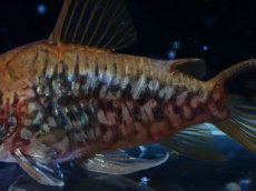 画像6: 【淡水魚】【通販】美個体 No1 コリドラス パンタナルエンシス【個体販売】(±5cm)(コリドラス)(生体)(熱帯魚)NKCR (6)