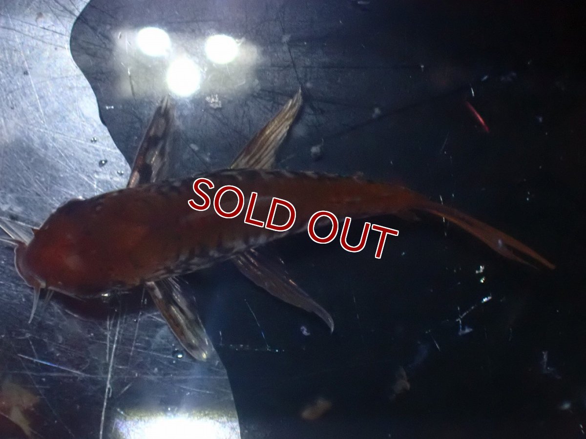 画像7: 【淡水魚】【通販】美個体 No1 コリドラス パンタナルエンシス【個体販売】(±5cm)(コリドラス)(生体)(熱帯魚)NKCR (7)