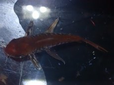 画像7: 【淡水魚】【通販】美個体 No1 コリドラス パンタナルエンシス【個体販売】(±5cm)(コリドラス)(生体)(熱帯魚)NKCR (7)