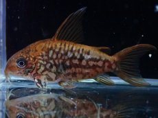 画像1: 【淡水魚】【通販】美個体 No2 コリドラス パンタナルエンシス【個体販売】(±5cm)(コリドラス)(生体)(熱帯魚)NKCR (1)