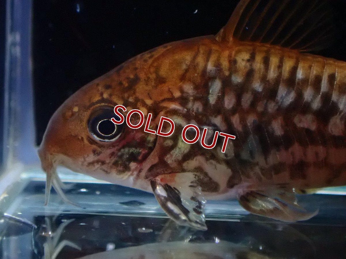 画像2: 【淡水魚】【通販】美個体 No2 コリドラス パンタナルエンシス【個体販売】(±5cm)(コリドラス)(生体)(熱帯魚)NKCR (2)