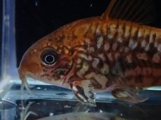 画像2: 【淡水魚】【通販】美個体 No2 コリドラス パンタナルエンシス【個体販売】(±5cm)(コリドラス)(生体)(熱帯魚)NKCR (2)