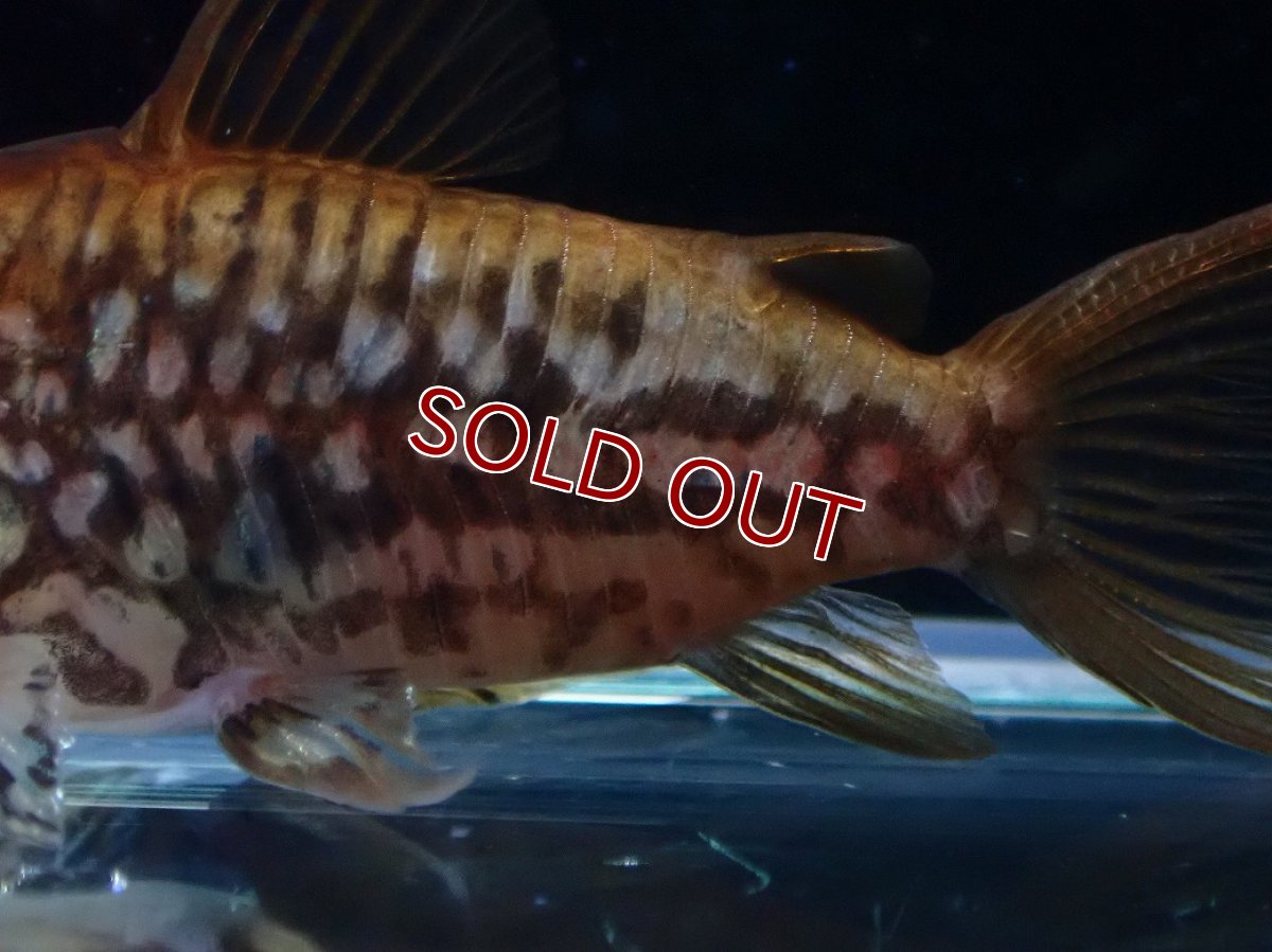 画像3: 【淡水魚】【通販】美個体 No2 コリドラス パンタナルエンシス【個体販売】(±5cm)(コリドラス)(生体)(熱帯魚)NKCR (3)