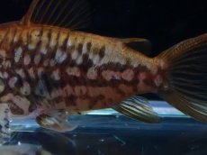 画像3: 【淡水魚】【通販】美個体 No2 コリドラス パンタナルエンシス【個体販売】(±5cm)(コリドラス)(生体)(熱帯魚)NKCR (3)
