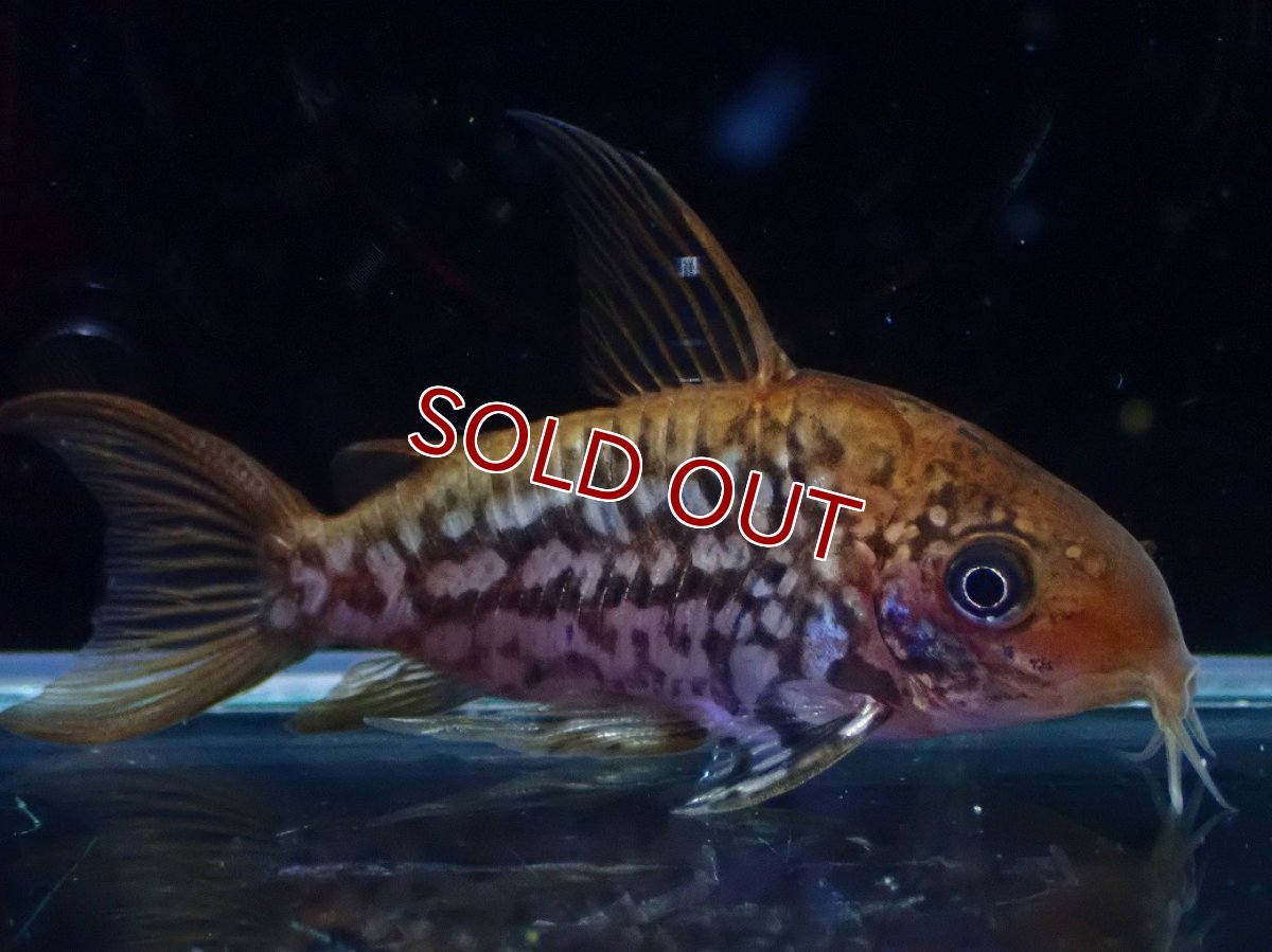 画像4: 【淡水魚】【通販】美個体 No2 コリドラス パンタナルエンシス【個体販売】(±5cm)(コリドラス)(生体)(熱帯魚)NKCR (4)