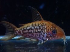 画像4: 【淡水魚】【通販】美個体 No2 コリドラス パンタナルエンシス【個体販売】(±5cm)(コリドラス)(生体)(熱帯魚)NKCR (4)