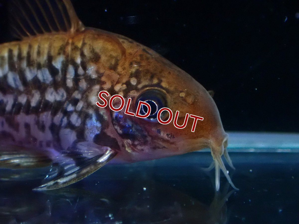 画像5: 【淡水魚】【通販】美個体 No2 コリドラス パンタナルエンシス【個体販売】(±5cm)(コリドラス)(生体)(熱帯魚)NKCR (5)