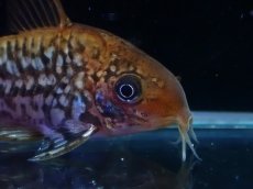 画像5: 【淡水魚】【通販】美個体 No2 コリドラス パンタナルエンシス【個体販売】(±5cm)(コリドラス)(生体)(熱帯魚)NKCR (5)