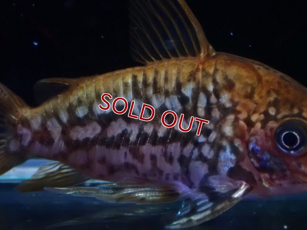 画像6: 【淡水魚】【通販】美個体 No2 コリドラス パンタナルエンシス【個体販売】(±5cm)(コリドラス)(生体)(熱帯魚)NKCR (6)