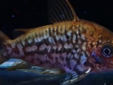 画像6: 【淡水魚】【通販】美個体 No2 コリドラス パンタナルエンシス【個体販売】(±5cm)(コリドラス)(生体)(熱帯魚)NKCR (6)