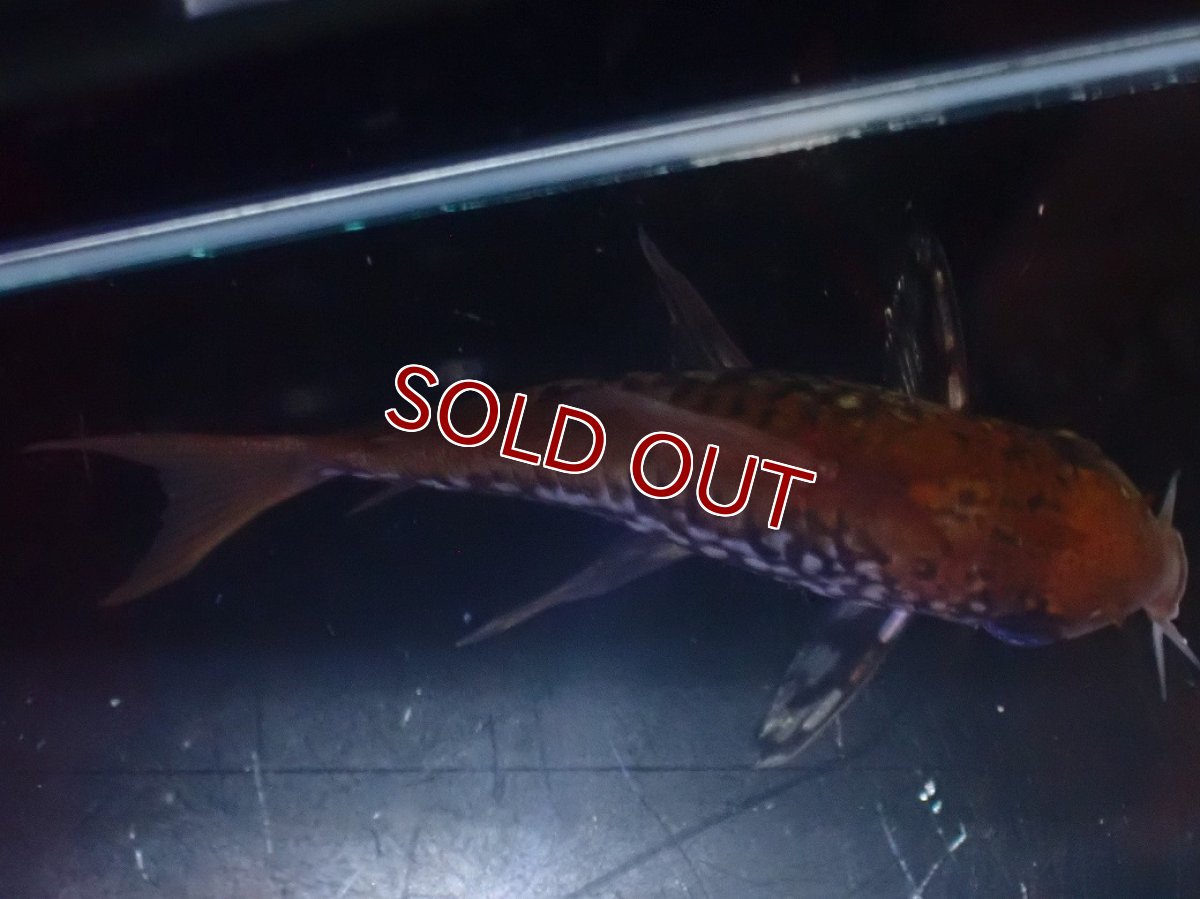 画像7: 【淡水魚】【通販】美個体 No2 コリドラス パンタナルエンシス【個体販売】(±5cm)(コリドラス)(生体)(熱帯魚)NKCR (7)