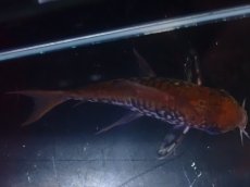 画像7: 【淡水魚】【通販】美個体 No2 コリドラス パンタナルエンシス【個体販売】(±5cm)(コリドラス)(生体)(熱帯魚)NKCR (7)