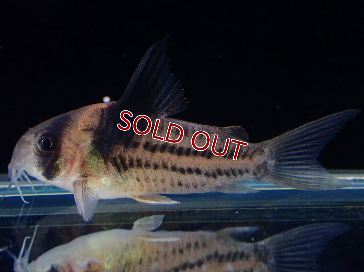 画像1: 【淡水魚】【通販】ペア販売 No1 コリドラス コルレア【１ペア 個体販売】(±4cm)(コリドラス)(生体)(熱帯魚)NKCR (1)