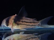 画像1: 【淡水魚】【通販】ペア販売 No1 コリドラス コルレア【１ペア 個体販売】(±4cm)(コリドラス)(生体)(熱帯魚)NKCR (1)