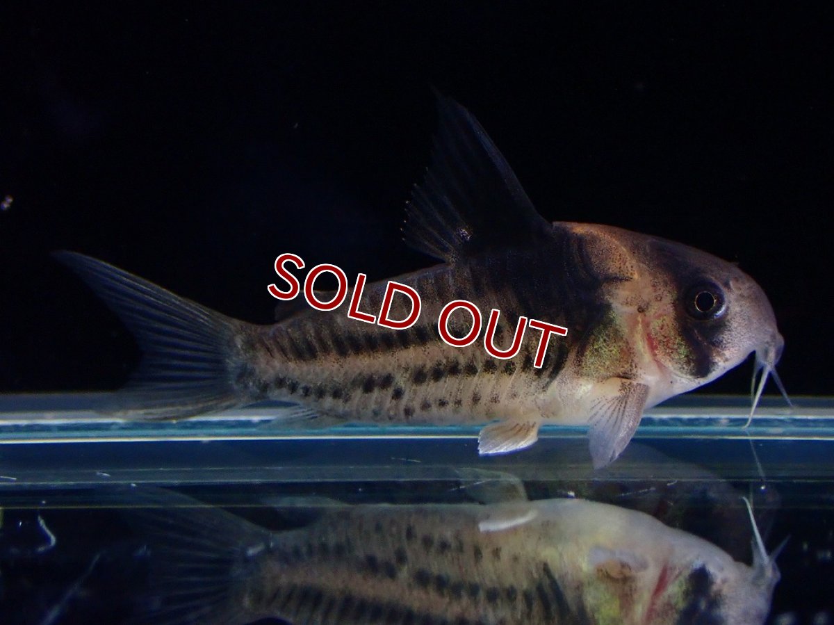 画像2: 【淡水魚】【通販】ペア販売 No1 コリドラス コルレア【１ペア 個体販売】(±4cm)(コリドラス)(生体)(熱帯魚)NKCR (2)