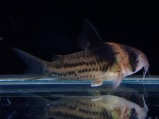 画像2: 【淡水魚】【通販】ペア販売 No1 コリドラス コルレア【１ペア 個体販売】(±4cm)(コリドラス)(生体)(熱帯魚)NKCR (2)