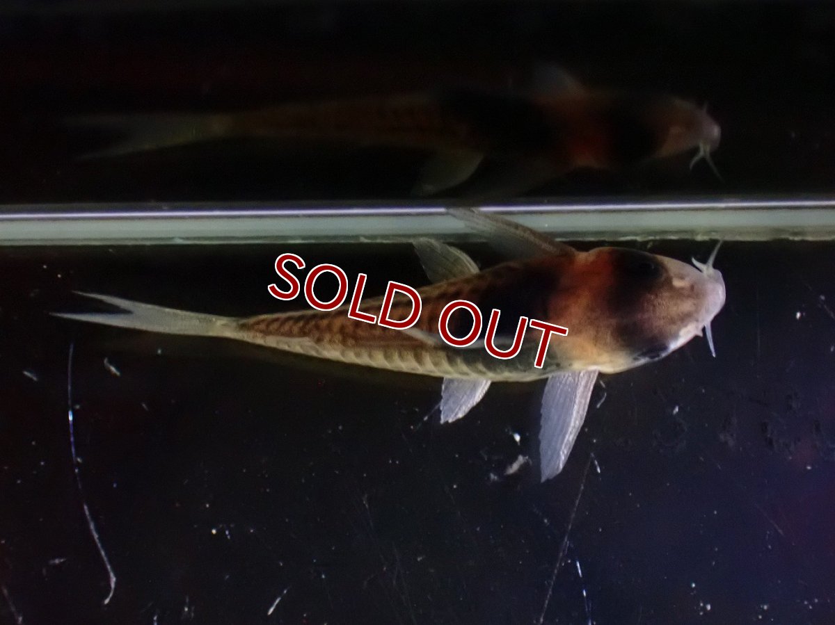 画像3: 【淡水魚】【通販】ペア販売 No1 コリドラス コルレア【１ペア 個体販売】(±4cm)(コリドラス)(生体)(熱帯魚)NKCR (3)