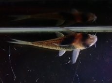 画像3: 【淡水魚】【通販】ペア販売 No1 コリドラス コルレア【１ペア 個体販売】(±4cm)(コリドラス)(生体)(熱帯魚)NKCR (3)