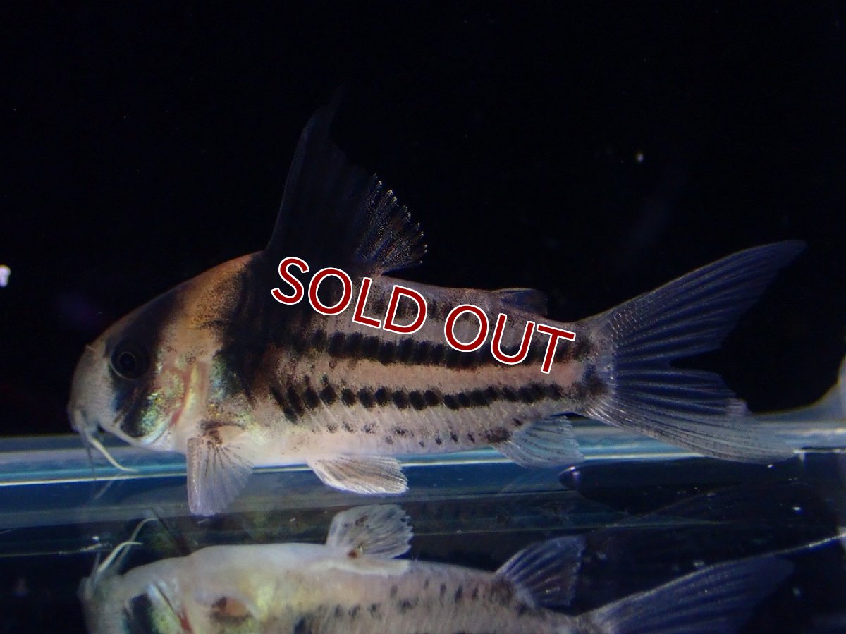 画像4: 【淡水魚】【通販】ペア販売 No1 コリドラス コルレア【１ペア 個体販売】(±4cm)(コリドラス)(生体)(熱帯魚)NKCR (4)