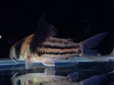 画像4: 【淡水魚】【通販】ペア販売 No1 コリドラス コルレア【１ペア 個体販売】(±4cm)(コリドラス)(生体)(熱帯魚)NKCR (4)