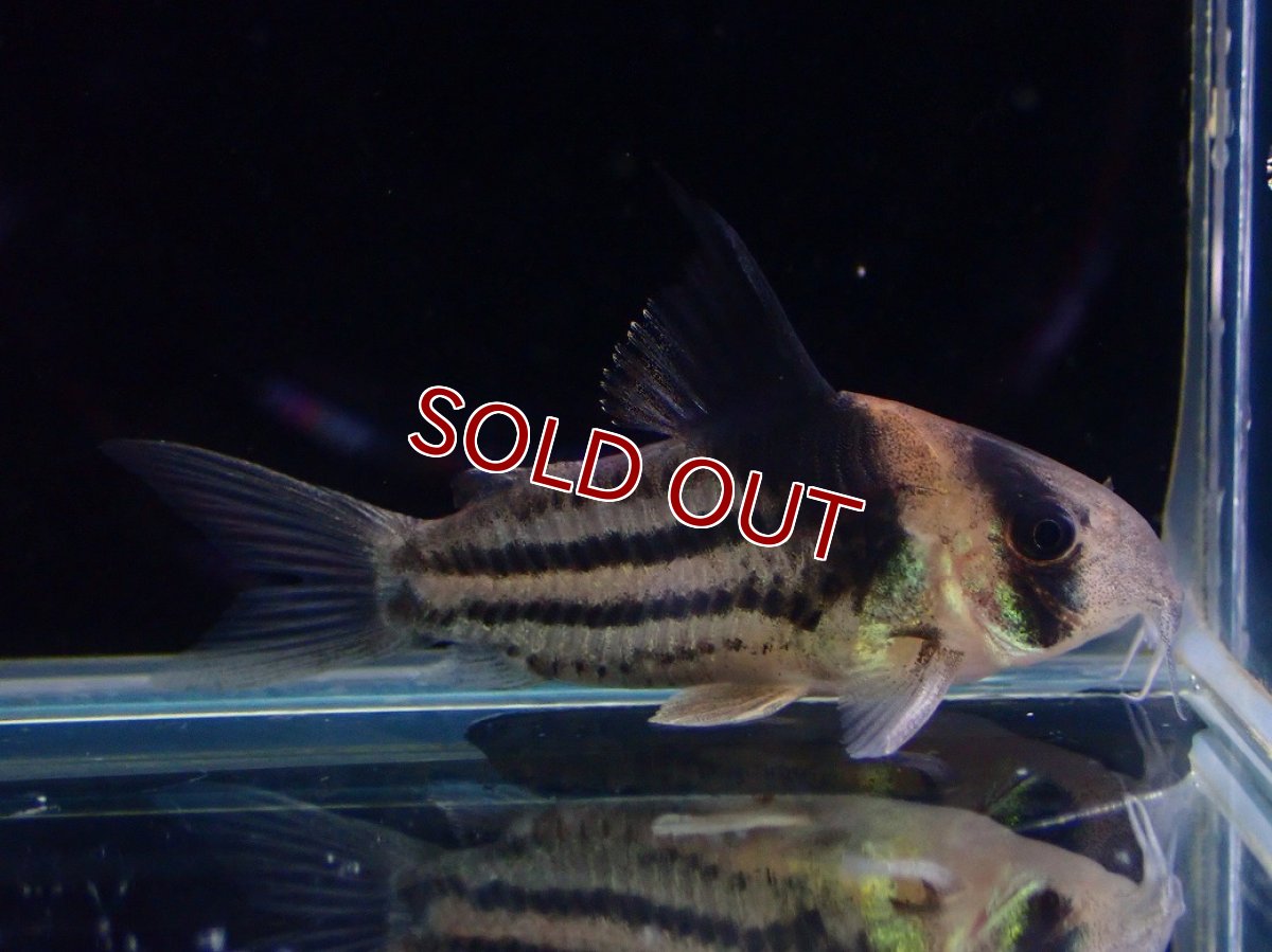 画像5: 【淡水魚】【通販】ペア販売 No1 コリドラス コルレア【１ペア 個体販売】(±4cm)(コリドラス)(生体)(熱帯魚)NKCR (5)