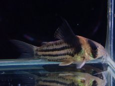 画像5: 【淡水魚】【通販】ペア販売 No1 コリドラス コルレア【１ペア 個体販売】(±4cm)(コリドラス)(生体)(熱帯魚)NKCR (5)