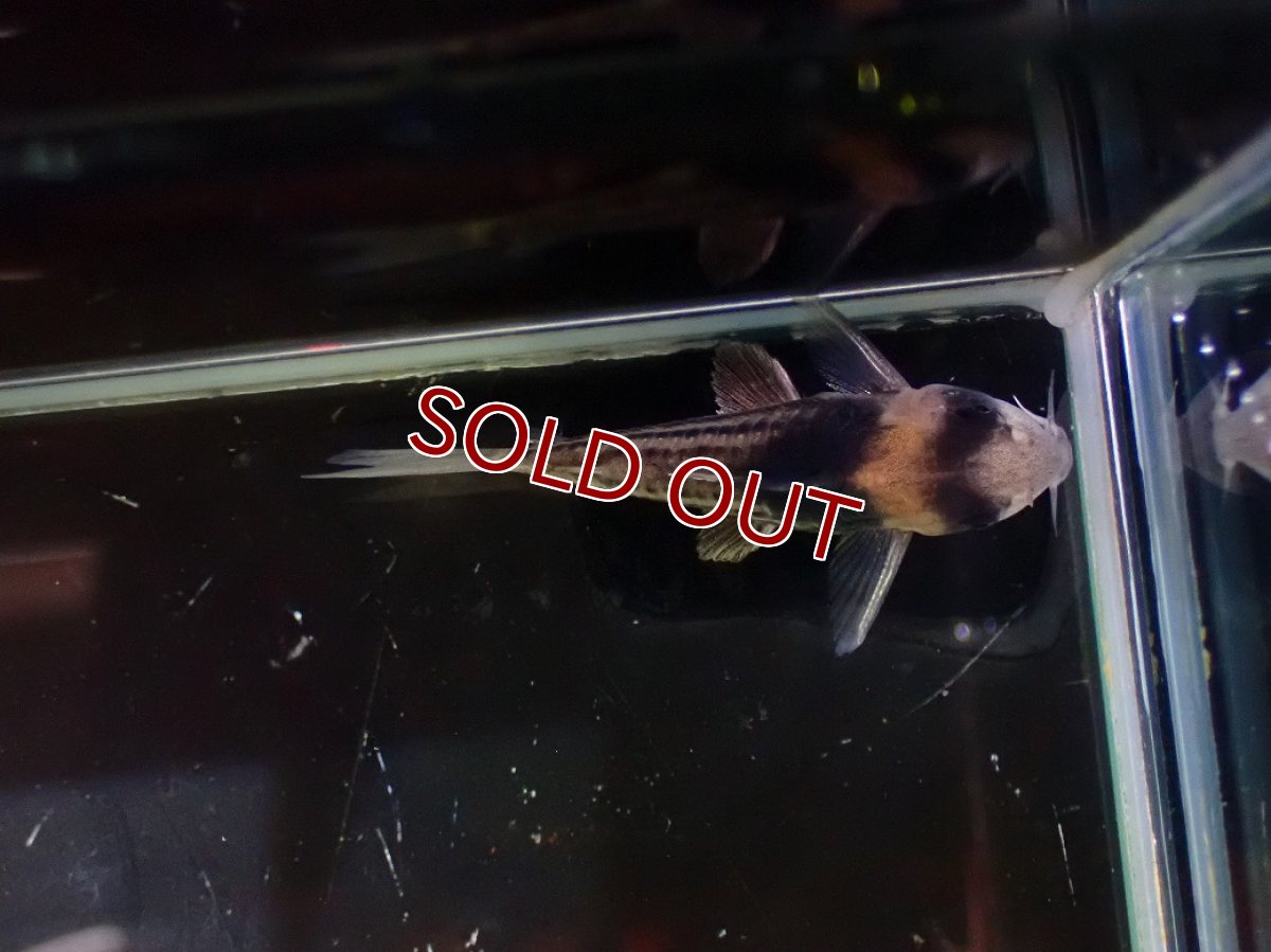 画像6: 【淡水魚】【通販】ペア販売 No1 コリドラス コルレア【１ペア 個体販売】(±4cm)(コリドラス)(生体)(熱帯魚)NKCR (6)