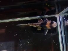 画像6: 【淡水魚】【通販】ペア販売 No1 コリドラス コルレア【１ペア 個体販売】(±4cm)(コリドラス)(生体)(熱帯魚)NKCR (6)
