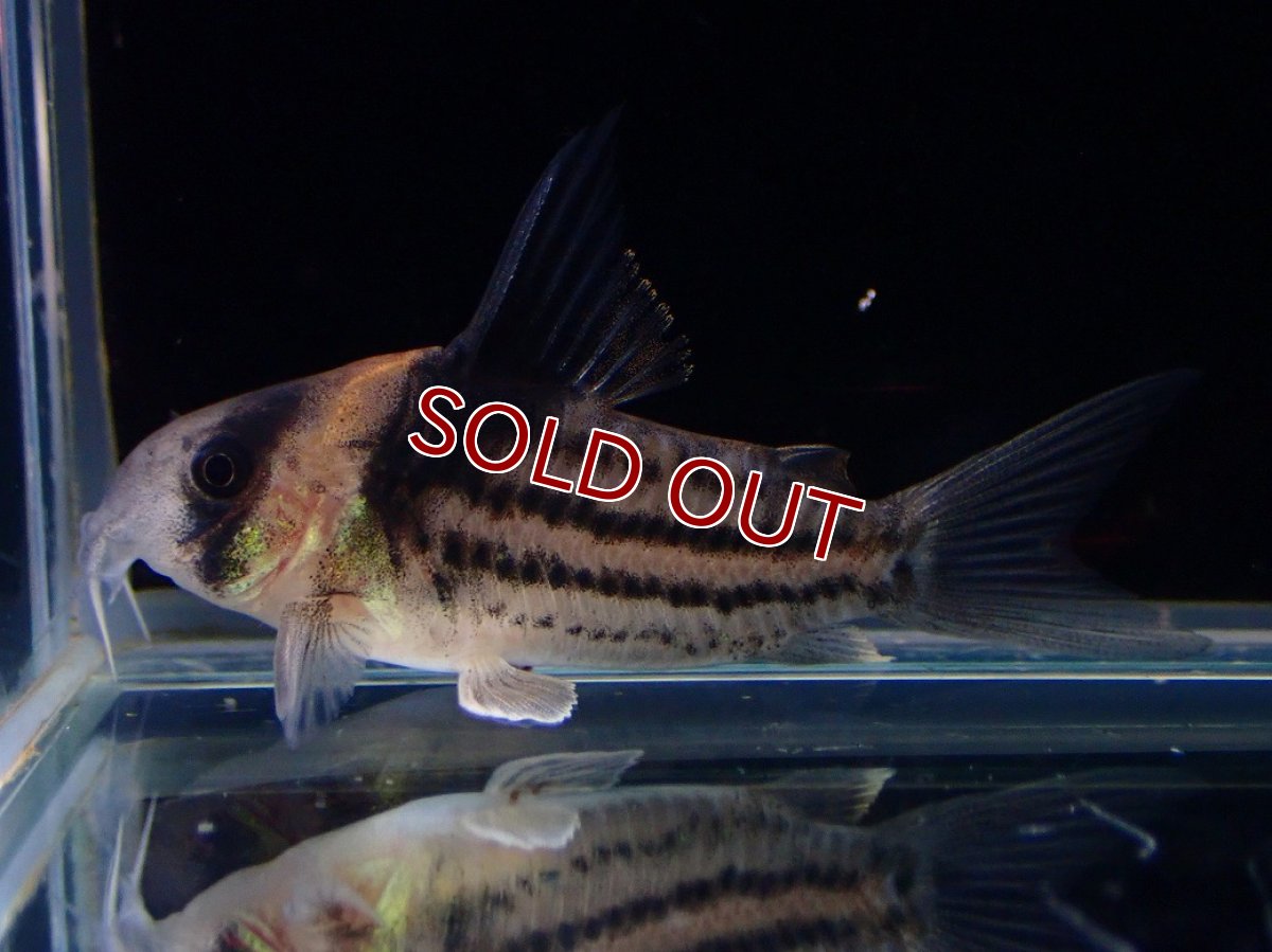 画像1: 【淡水魚】【通販】ペア販売 No2 コリドラス コルレア【１ペア 個体販売】(±4cm)(コリドラス)(生体)(熱帯魚)NKCR (1)