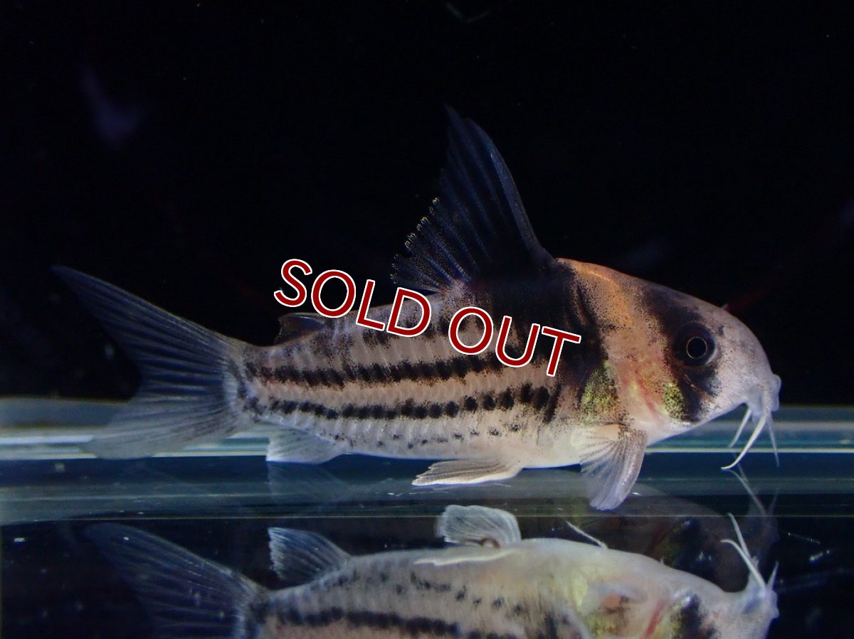 画像2: 【淡水魚】【通販】ペア販売 No2 コリドラス コルレア【１ペア 個体販売】(±4cm)(コリドラス)(生体)(熱帯魚)NKCR (2)