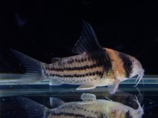 画像2: 【淡水魚】【通販】ペア販売 No2 コリドラス コルレア【１ペア 個体販売】(±4cm)(コリドラス)(生体)(熱帯魚)NKCR (2)