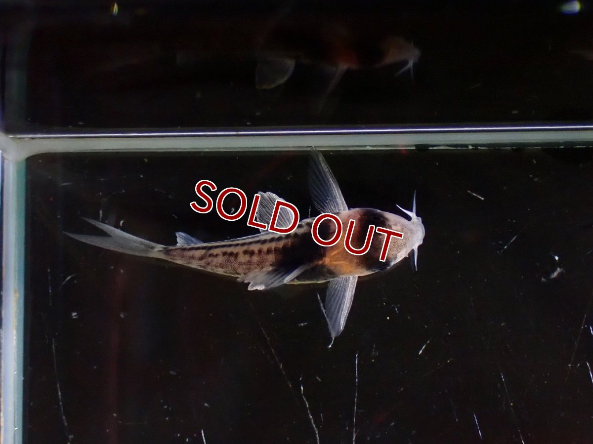 画像3: 【淡水魚】【通販】ペア販売 No2 コリドラス コルレア【１ペア 個体販売】(±4cm)(コリドラス)(生体)(熱帯魚)NKCR (3)