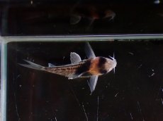 画像3: 【淡水魚】【通販】ペア販売 No2 コリドラス コルレア【１ペア 個体販売】(±4cm)(コリドラス)(生体)(熱帯魚)NKCR (3)