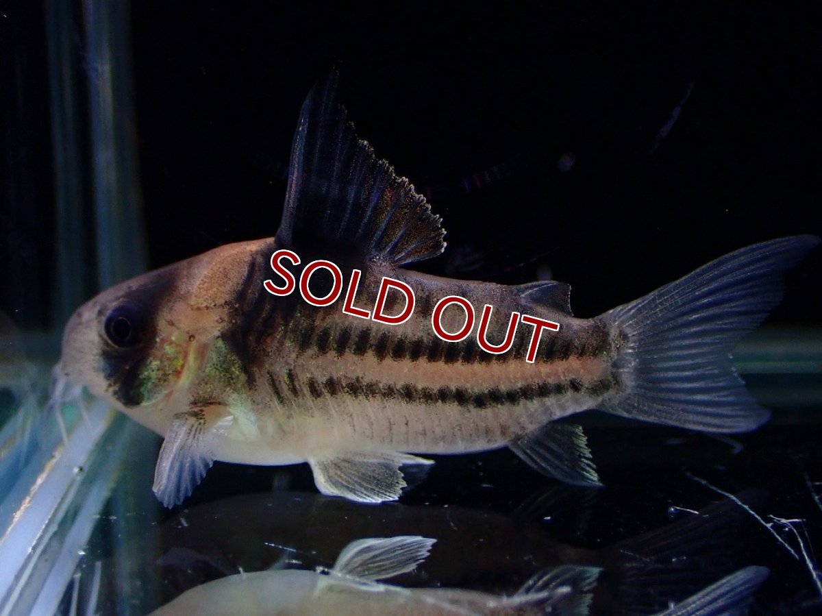 画像4: 【淡水魚】【通販】ペア販売 No2 コリドラス コルレア【１ペア 個体販売】(±4cm)(コリドラス)(生体)(熱帯魚)NKCR (4)