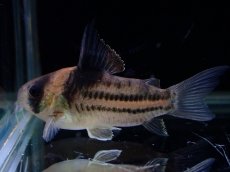 画像4: 【淡水魚】【通販】ペア販売 No2 コリドラス コルレア【１ペア 個体販売】(±4cm)(コリドラス)(生体)(熱帯魚)NKCR (4)