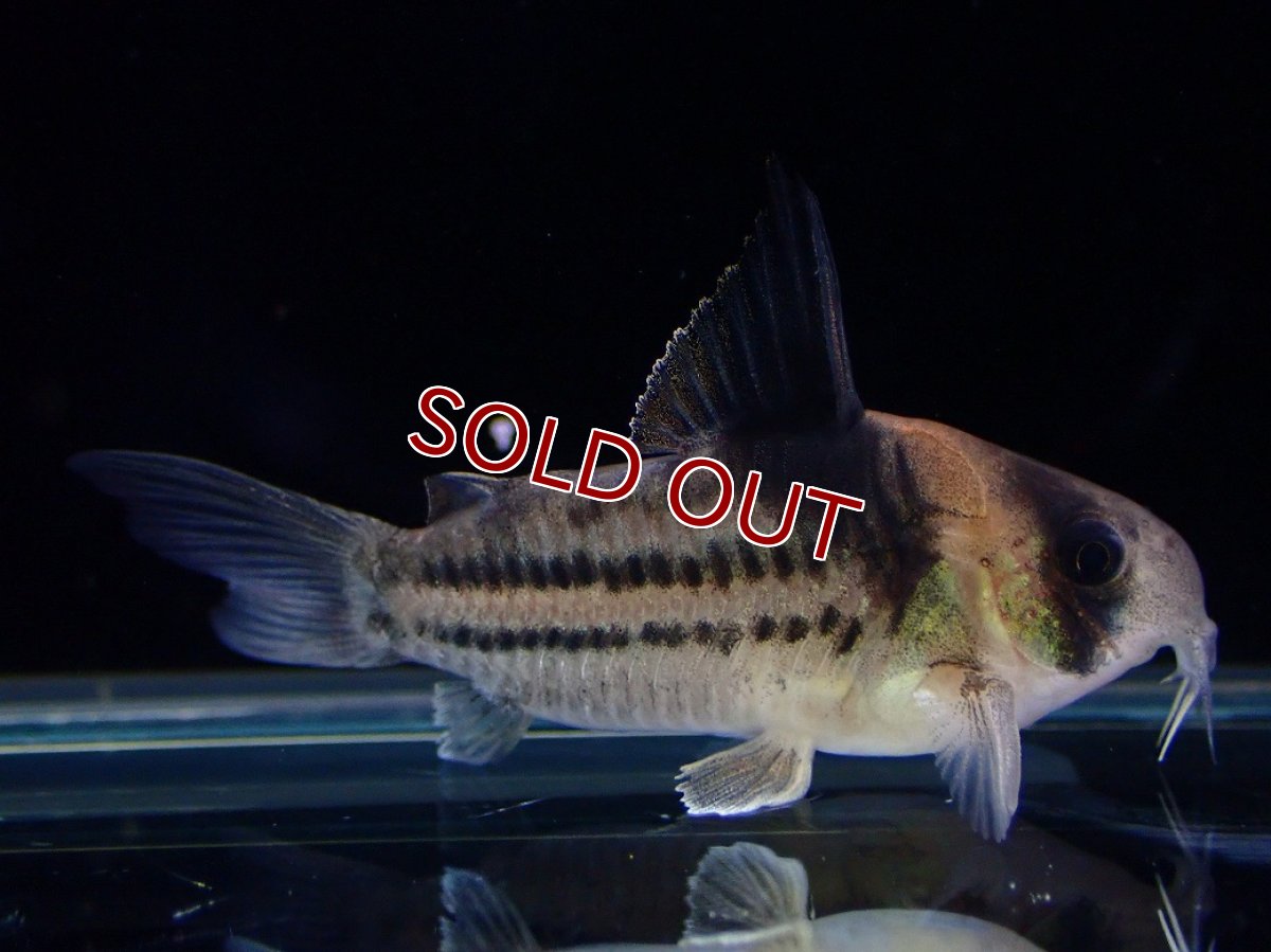 画像5: 【淡水魚】【通販】ペア販売 No2 コリドラス コルレア【１ペア 個体販売】(±4cm)(コリドラス)(生体)(熱帯魚)NKCR (5)