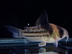 画像5: 【淡水魚】【通販】ペア販売 No2 コリドラス コルレア【１ペア 個体販売】(±4cm)(コリドラス)(生体)(熱帯魚)NKCR (5)