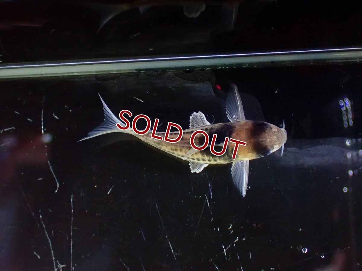 画像6: 【淡水魚】【通販】ペア販売 No2 コリドラス コルレア【１ペア 個体販売】(±4cm)(コリドラス)(生体)(熱帯魚)NKCR (6)