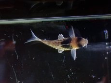 画像6: 【淡水魚】【通販】ペア販売 No2 コリドラス コルレア【１ペア 個体販売】(±4cm)(コリドラス)(生体)(熱帯魚)NKCR (6)
