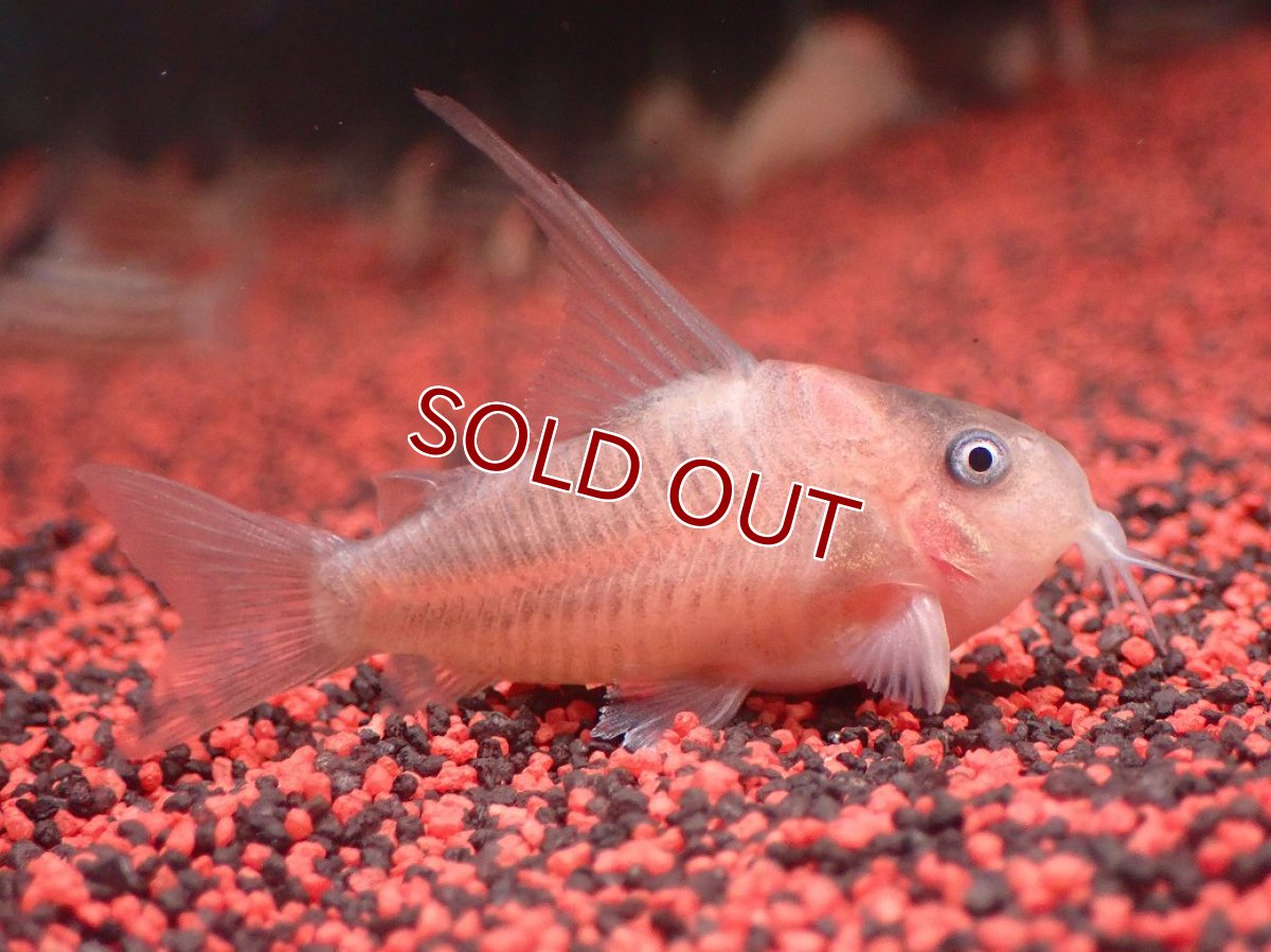 画像1: 【淡水魚】【通販】今回限定爆安 業界初入荷ペア販売 超激レア プラチナ コリドラス コルレア【１ペア 個体販売】(±5cm)(生体)(熱帯魚)NKCR (1)