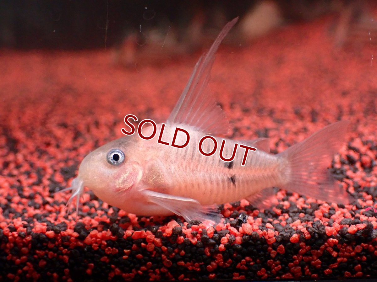 画像2: 【淡水魚】【通販】今回限定爆安 業界初入荷ペア販売 超激レア プラチナ コリドラス コルレア【１ペア 個体販売】(±5cm)(生体)(熱帯魚)NKCR (2)