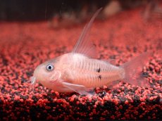 画像2: 【淡水魚】【通販】業界初入荷ペア販売 超激レア プラチナ コリドラス コルレア【1ペア 個体販売】(±5cm)(生体)(熱帯魚)NKCR (2)