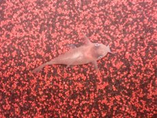 画像3: 【淡水魚】【通販】業界初入荷ペア販売 超激レア プラチナ コリドラス コルレア【1ペア 個体販売】(±5cm)(生体)(熱帯魚)NKCR (3)