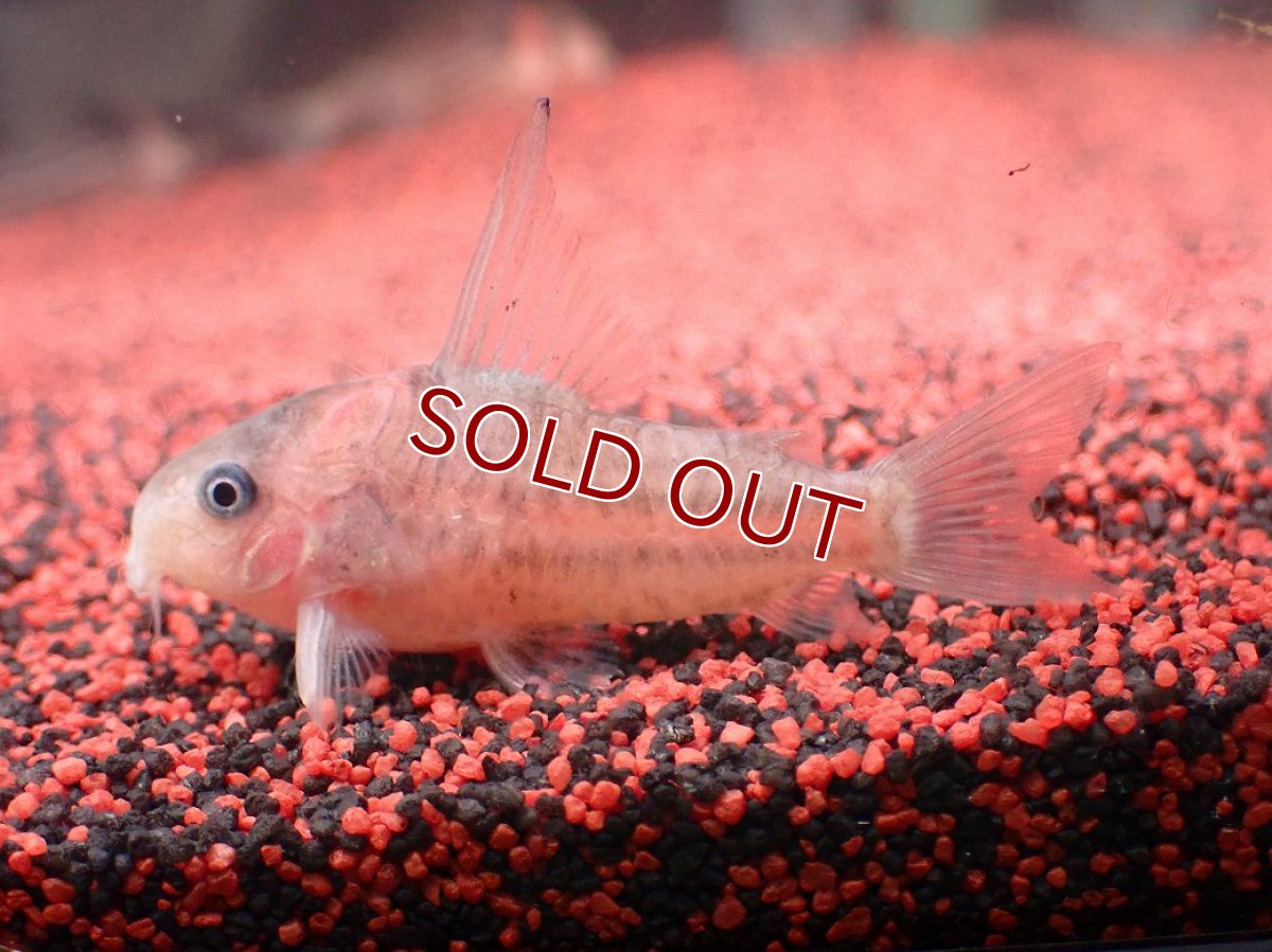 画像4: 【淡水魚】【通販】今回限定爆安 業界初入荷ペア販売 超激レア プラチナ コリドラス コルレア【１ペア 個体販売】(±5cm)(生体)(熱帯魚)NKCR (4)