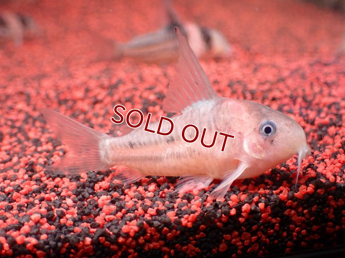 画像5: 【淡水魚】【通販】今回限定爆安 業界初入荷ペア販売 超激レア プラチナ コリドラス コルレア【１ペア 個体販売】(±5cm)(生体)(熱帯魚)NKCR (5)