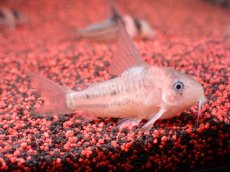 画像5: 【淡水魚】【通販】業界初入荷ペア販売 超激レア プラチナ コリドラス コルレア【1ペア 個体販売】(±5cm)(生体)(熱帯魚)NKCR (5)